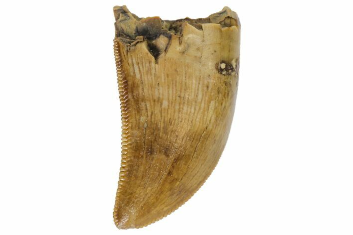Serrated, Tyrannosaur Tooth - Judith River Formation #144837